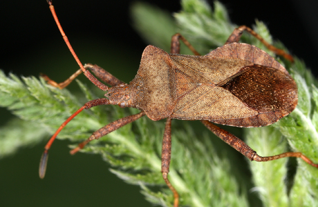 Ampfer-Randwanze (Coreus marginatus) - © Gernot Kunz